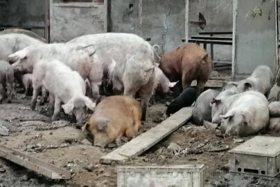 Farma grozy. Kozy pasły się wśród szczątków zwierząt, a świnie gryzły się z głodu